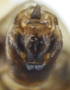 Terminalia, in situ: !! display not done !! on Paraliburnia adela (Flor, 1861): (Observation).