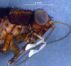 CollectionObject 1580116; f7ef8abe-029f-4beb-9cbf-894c70302729: female, head and pronotum, lateral view (paratype). (CollectionObject).