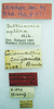 CollectionObject 1523718; 640a30a9-e7bc-455a-8d43-af129f3b8b2d: male, labels (lectotype of Calamacris californica). (CollectionObject).
