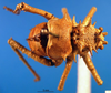 CollectionObject 1500337; cb8fc823-383d-4eb7-9482-b3576da6c4f6: male, dorsal view (holotype). (CollectionObject).