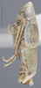 Habitus, lateral view on Athysanella (Gladionura) andyi Blocker & Johnson, 1990: Lateral. (Observation).