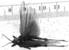 CollectionObject 1575374; 8793afd4-047f-4a3a-810d-46b661160fb1: Image Carbonell, C.S. male, dorsal view (Ommexecha sommeri). (CollectionObject).