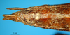 CollectionObject 1521415; 8988d71c-336f-46a2-bf5c-cef46e205254: female abdomen tip, ventral view (holotype). (CollectionObject).