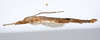 CollectionObject 1590151; b4bef1b9-2b4f-45c3-9e47-a7b544ef986c: copyright ZSMC, Munich. male, lateral view (holotype). (CollectionObject).