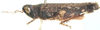 Gymnobothrus temporalis (Stål, 1876): male, lateral view. (Otu).