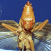 CollectionObject 1516835; 3ada3469-2772-4a1c-92e0-7b70e799e6c3: female, frontal view (holotype). (CollectionObject).