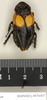 Panesthia regalis Walker, 1868: Copyright Natural History Museum, London. Paralectotype (adult male) in BM(NH). Dorsal view. (Otu).
