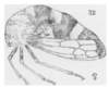 Habitus, lateral view on Cyrtolobus parvulus Woodruff, 1924: (Observation).