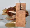 CollectionObject 1553135; 2e9a1ea7-b405-4e40-ae29-1932390f9fd7: copyright NTUC. ventral view (syntype). (CollectionObject).;CollectionObject 1553136; 466b79e0-966e-4969-a1a2-3a25a138e2a2: copyright NTUC. ventral view (syntype). (CollectionObject).