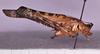 CollectionObject 1583379; 27ff00fb-a207-442f-a437-082c7dbd33e9: male, body lateral view (paratype). (CollectionObject).