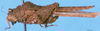 CollectionObject 1537528; f34b3ef0-11da-4d82-ab3a-c6ebb322b6fb, DORSA D004XF01: female, lateral view (paratype). (CollectionObject).
