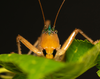 CollectionObject 2242450; 88ad3cb9-f50a-403e-bde1-6957c0ee10cb: male. (CollectionObject).