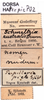 CollectionObject 1574926; 033b8440-7360-4fd0-a9e9-2ae360407e78: labels (paralectotype of Terpillaria picta). (CollectionObject).