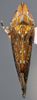 Habitus, dorsal view: !! display not done !! on Scaphytopius n. sp. PE11: Scaphytopius Ball, 1931: (Observation).