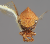 Head on Amastris panamensis Broomfield, 1976: (Observation).