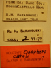 Ozophora caroli Slater & Baranowski, 1983: Ozophora caroli - Holotype Labels (NMNH) - (CC BY-NC 3.0) - Photo by Pablo M. Dellapé with permission from the National Museum of Natural History (NMNH), Smithsonian Institution, Washington, D.C. (Otu).