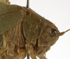 male head and pronotum, lateral view (holotype). Depicts CollectionObject 1529787; caa7a3f8-9a88-4cc6-bdc6-1afd0b17cffd, a CollectionObject.
