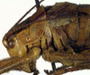 CollectionObject 1502420; aa01e240-8036-4338-a7ff-e262c2fca78b: male head, pronotum and tegmina, lateral view (paratype). (CollectionObject).