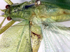 CollectionObject 1504151; 7e6322a1-d5b0-4b63-9cdf-ce044e1dedc5: male pronotum and wings (holotype). (CollectionObject).