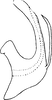 Aedeagus, lateral view on Empoascanara (Empoascanara) falcata Dworakowska, 1971: Aedeagus, lateral view. (Observation).