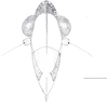 Head: !! display not done !! on Cixidia (Epiptera) lapponica (Zetterstedt, 1837): (Observation).