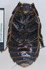 Aeluropoda insignis Butler, 1882: Copyright Natural History Museum, London. LT. Male, ventral view. (Otu).