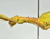 CollectionObject 1583387; QM T244503, b6757617-199f-4781-960f-065724f0e272: copyright QM, Brisbane. female: head & thorax, lateral view (holotype). (CollectionObject).