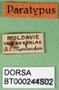 CollectionObject 1502683; ca7f1850-c99c-471f-ac8d-d4ad8cab7d88: labels (paratype of Platycleis moldavica). (CollectionObject).