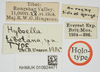 CollectionObject 1518026; 13a1d562-4c22-48af-8bd9-03bc3f6e37ce, NHMUK10924471: labels (holotype). (CollectionObject).