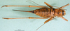 CollectionObject 1502894; f98bcf38-b26e-4a6c-b298-4eea607cedbb: female, dorsal view (allotype). (CollectionObject).