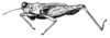 Amphinotulus overbecki Günther, 1939: Fig. 92 (specimen from Tengger). female, lateral view (pronotum length 6.1 mm). (Otu).