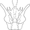 Subgenital plate, ventral view on Dikrella (Dikrella) aureocosta Ruppel & DeLong, 1952: Subgenital plates. (Observation).