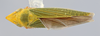 Habitus, dorsal view on Draeculacephala robinsoni Hamilton, 1967: (Observation).