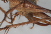CollectionObject 2376971; 40ae0fbc-a9a1-412d-9ba3-14d71215e6f1: Female, lateral view (syntype). (CollectionObject).