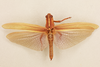 CollectionObject 1518935; a68e5798-cc37-484b-b34d-c6c8e4f4973b, NHMUK015105296: male, dorsal view (holotyp of Pachyacris violascens). (CollectionObject).