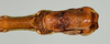 CollectionObject 1560956; USNM(SF IMPORT DUPLICATE) 7347, 4694a9f3-df5d-4c96-bbbc-33bf272a8dd3: copyright USNM, Washington. male Stratocles multilineatus: end of abdomen, ventral view (holotype). (CollectionObject).