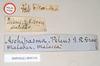 CollectionObject 1561303; 130d3935-aafd-422d-aeac-115fde2bd7a7: copyright Natural History Museum, London. female, dta labels of Perlamorphus peleus (holotype). (CollectionObject).