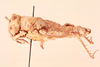 CollectionObject 1518537; 8ef9c147-f707-4639-ae9d-fb0d48d75925, NHMUK015982315: Crypsicerus glaber (holotype). (CollectionObject).