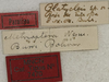 CollectionObject 1521791; be9bb65d-1fe3-4a66-be1a-e7520294fbb0: labels (paratype). (CollectionObject).
