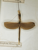 CollectionObject 1561939; 554ce919-976c-4b28-ab98-a653002d381d: copyright MNHN, Paris. male (holotype). (CollectionObject).