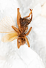 CollectionObject 1531197; NMW 21.543, cfc8aba8-658c-4018-a12f-cca4772177b0: female, ventral view (holotype). (CollectionObject).