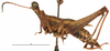 CollectionObject 1581758; ec06724c-936f-476c-8b0e-0b949fd2d0d0: male, lateral view (holotype). (CollectionObject).