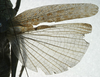 CollectionObject 1535137; 3f717f7a-fe46-4829-83d3-ae3d77d9d543: male, dorsal view (holotype). (CollectionObject).