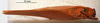 CollectionObject 1537325; 070e0881-c9f5-4127-9916-c5bb17ab4b06: male, dorsal view (holotype). (CollectionObject).