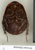 CollectionObject 1573057; NHMUK(SF IMPORT DUPLICATE) BMNH(E) 876170'', f0cda3f4-3f17-4e3d-a2e0-d6aea234d2b9: Copyright Natural History Museum, London. Syntype (female) in BM(NH). Ventral view. (CollectionObject).