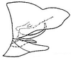 Pygofer, lateral view: genital capsule, laterally. (Observation).
