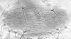 Connective.: Hairs on subgenital plate of A. spiraecola. (Observation).