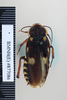 Paranauphoeta formosana Matsumura, 1913: Copyright NHM, London. Syntype female of Paranauphoeta shelfordi, dorsal view. (Otu).