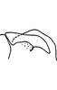 Pygofer, lateral view on Erythridula lyratae (Ross & DeLong, 1953): Pygofer, lateral view. (Observation).