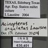 Other: !! display not done !! on Acinopterus angulatus Lawson, 1922: Lateral Labels. (Observation).